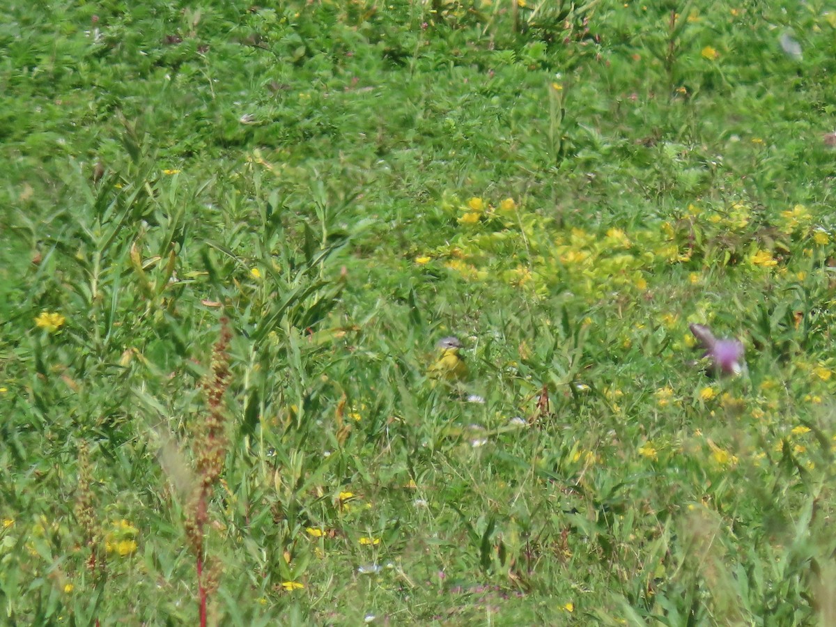 Өрнийн шар цэгцгий - ML353284261