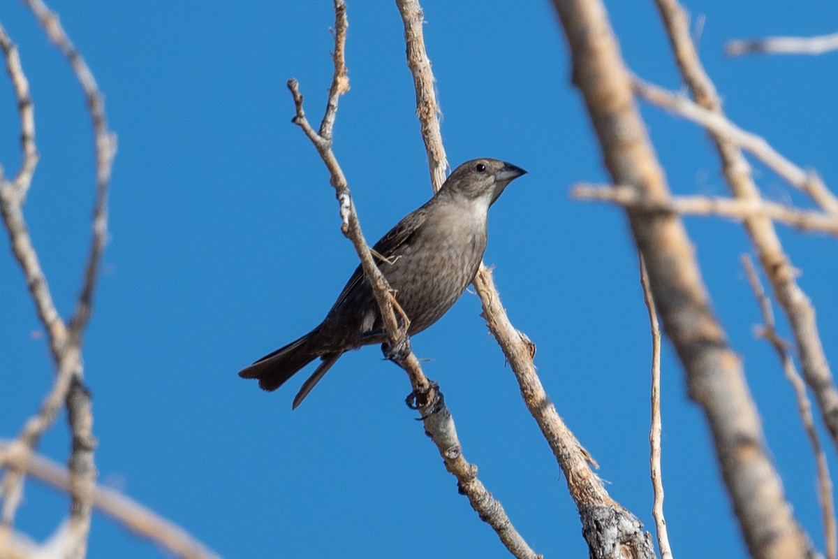 Brown-headed Cowbird - ML353284651
