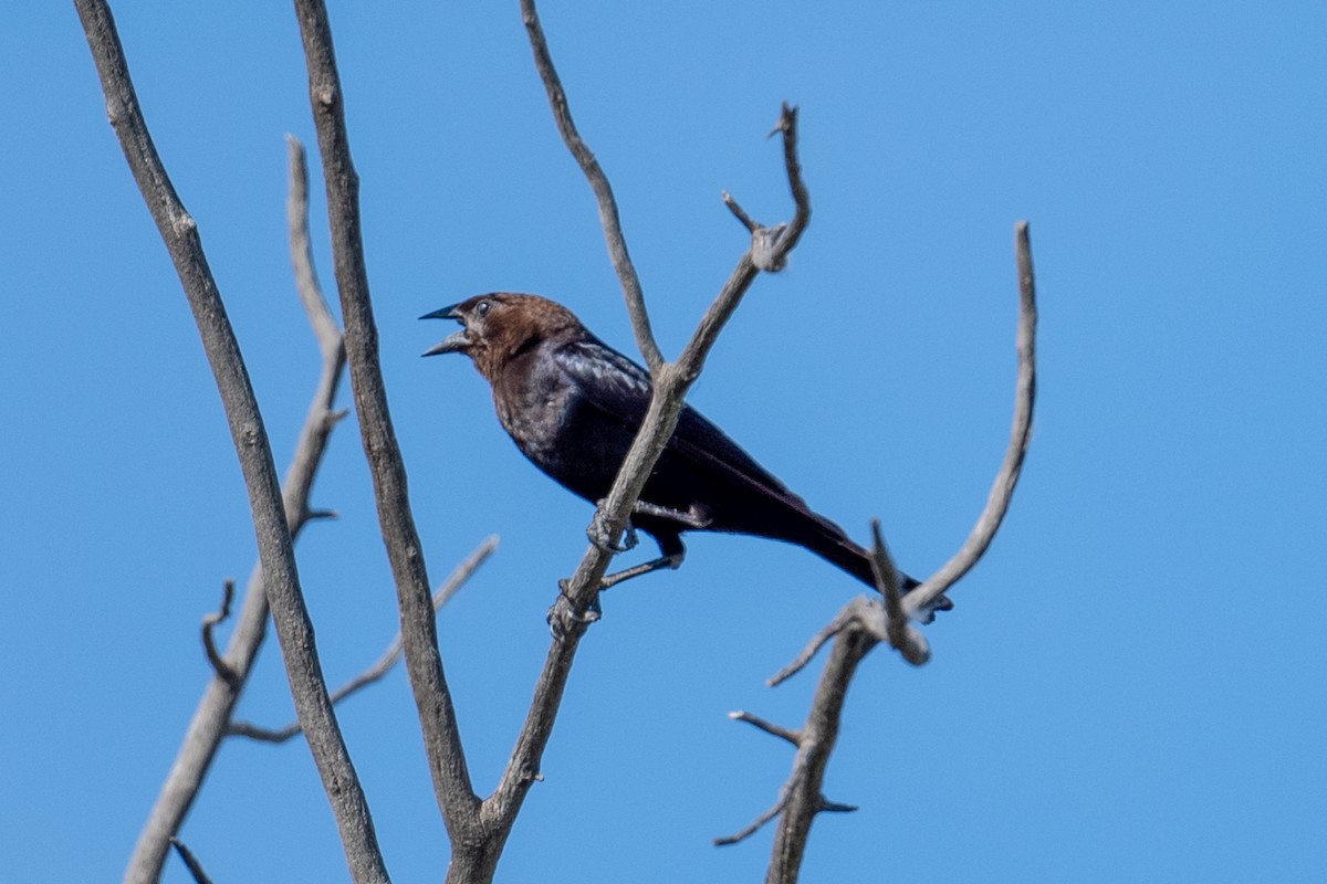 Brown-headed Cowbird - ML353284661