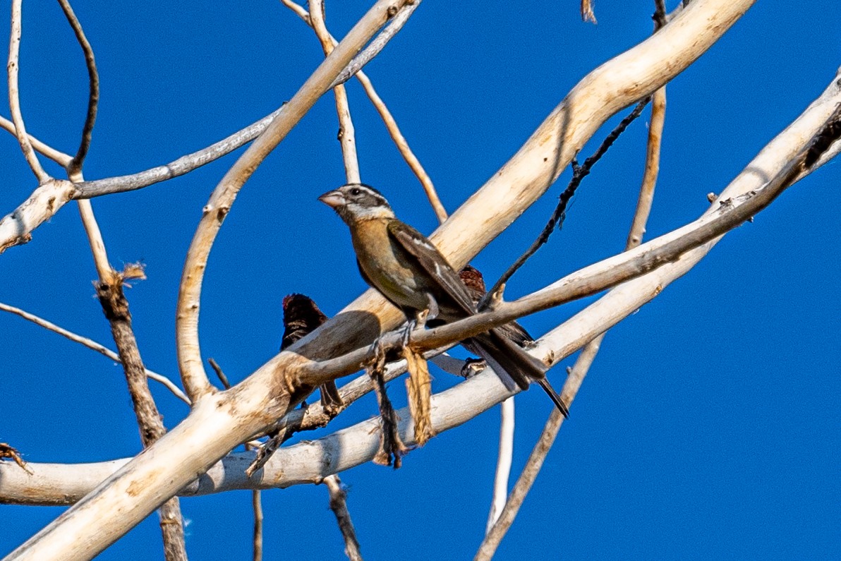 Black-headed Grosbeak - ML353284801