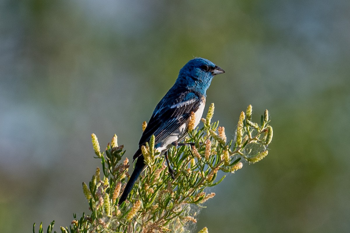 Lazuli Bunting - ML353284841