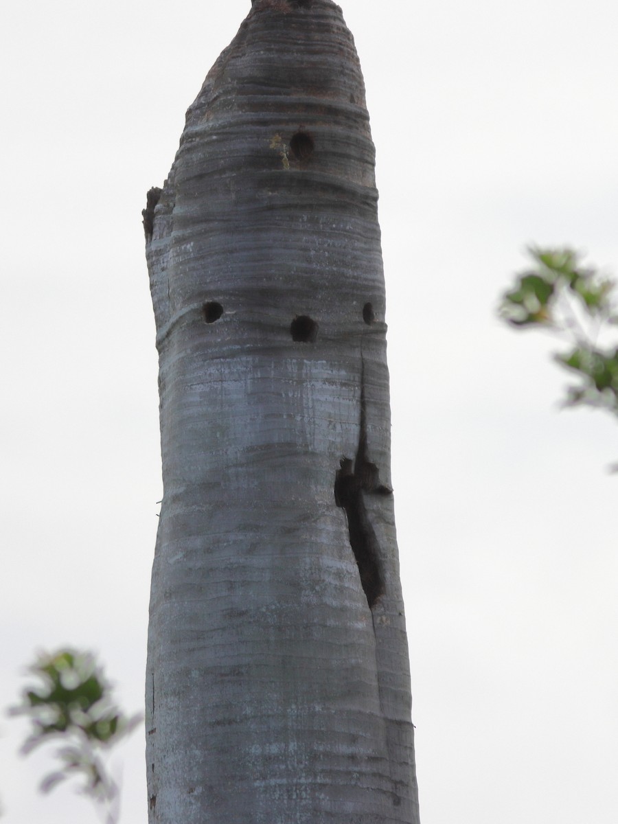 American Barn Owl - ML353284971