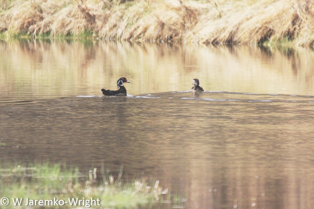 Wood Duck - ML35328521