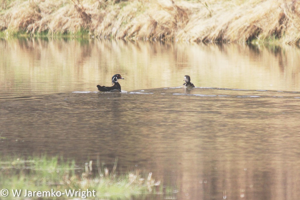 Wood Duck - Will Jaremko-Wright