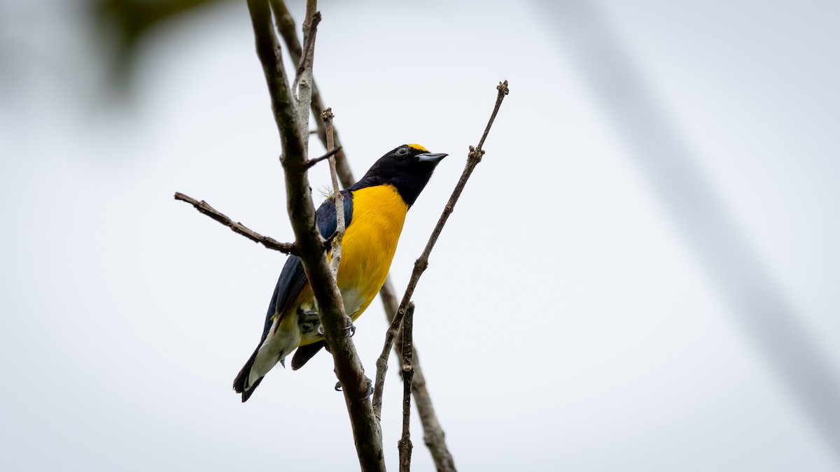 White-vented Euphonia - ML353286381