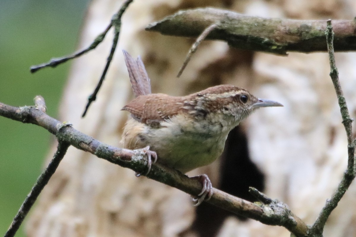 Carolina Wren - ML353286671