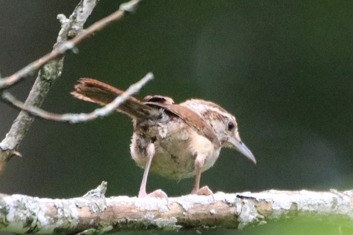 Carolina Wren - ML353286681