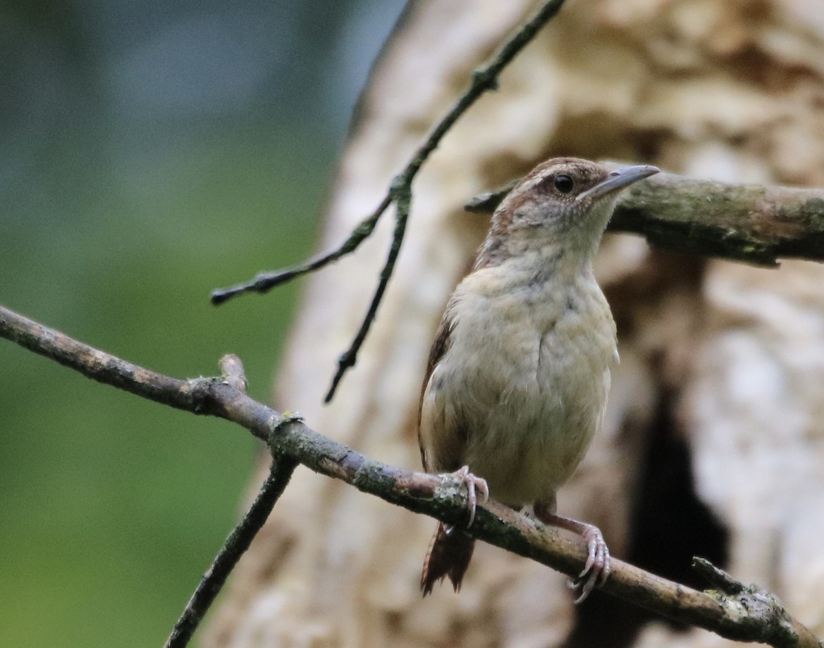 Carolina Wren - ML353286701
