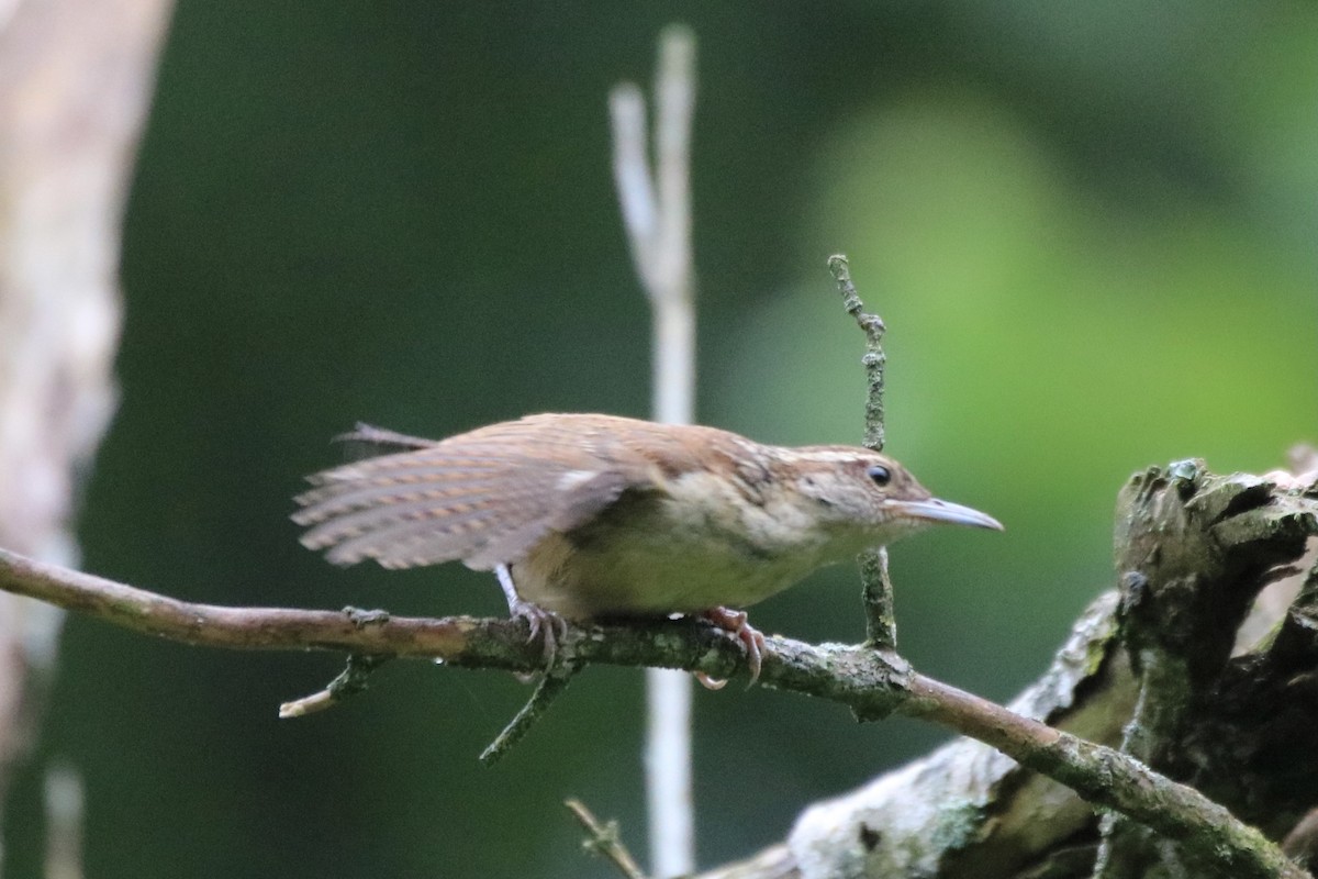 Carolina Wren - ML353286711