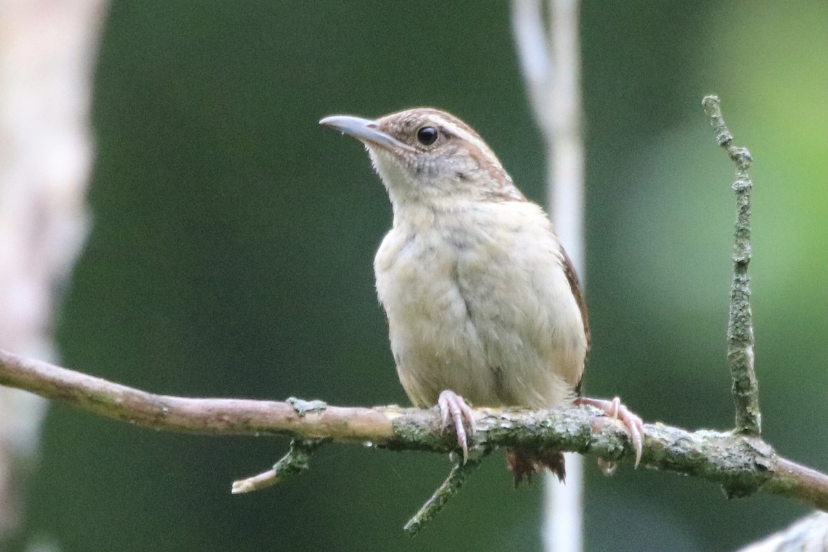 Carolina Wren - ML353286721