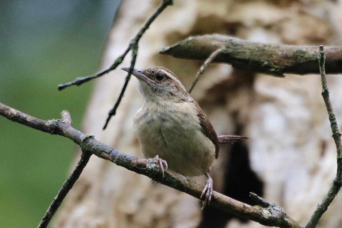Carolina Wren - ML353286731