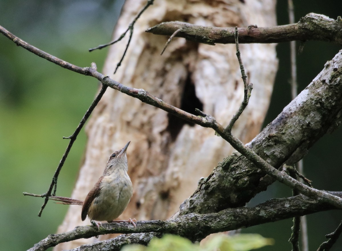 Carolina Wren - ML353286791