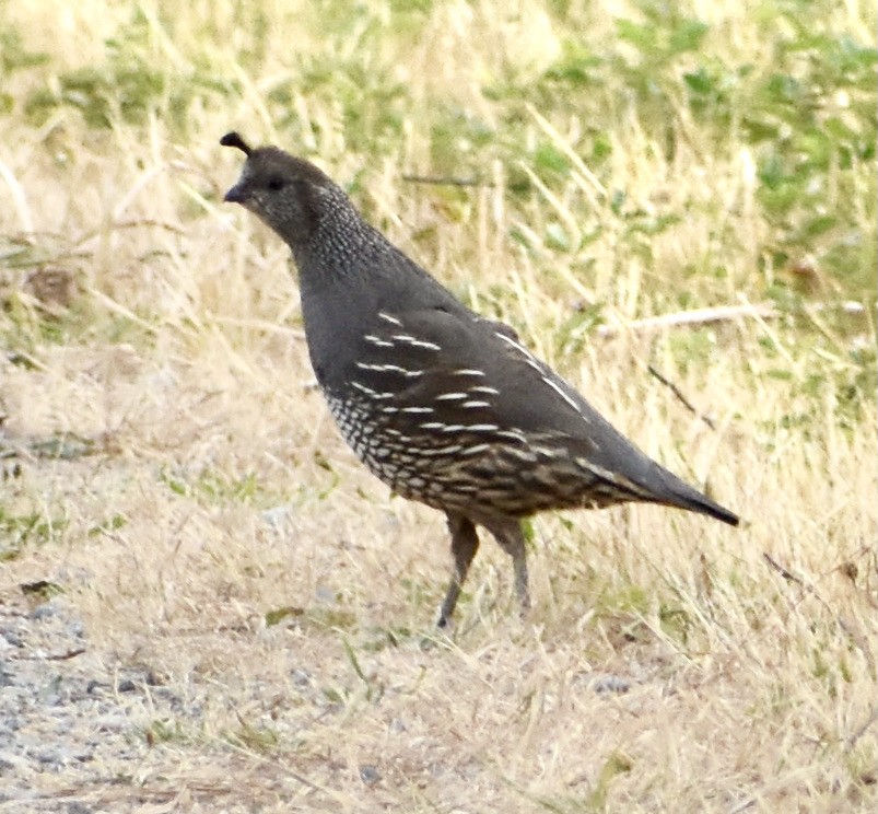 California Quail - John/Linda Mendoza