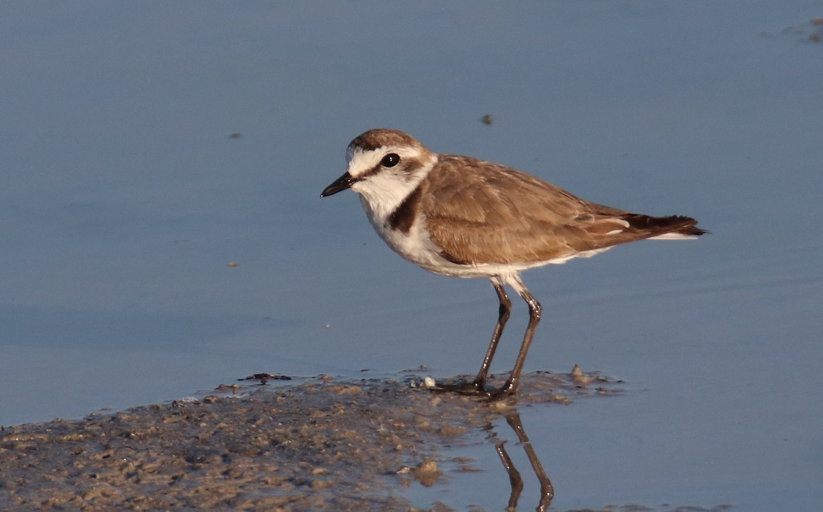 Kentish Plover - Joaquín Salinas