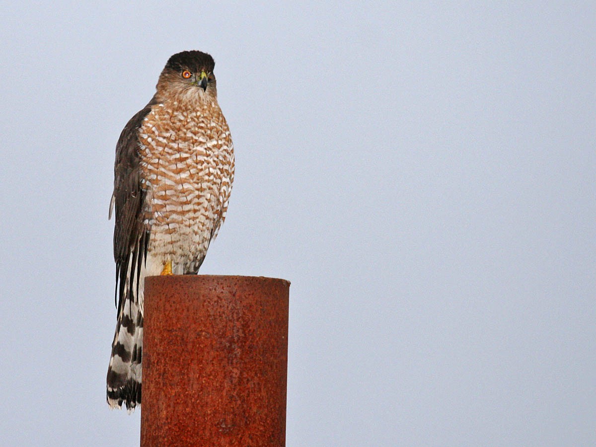 Cooper's Hawk - ML35329051