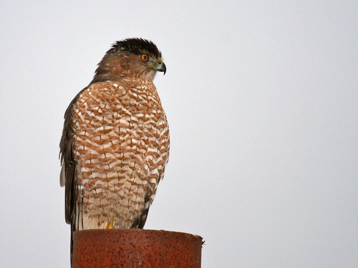 Cooper's Hawk - Greg Gillson