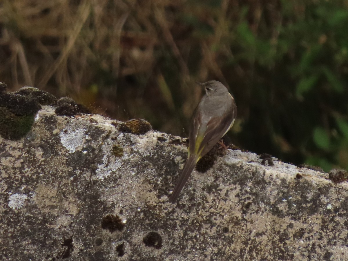 Gray Wagtail - ML353291371