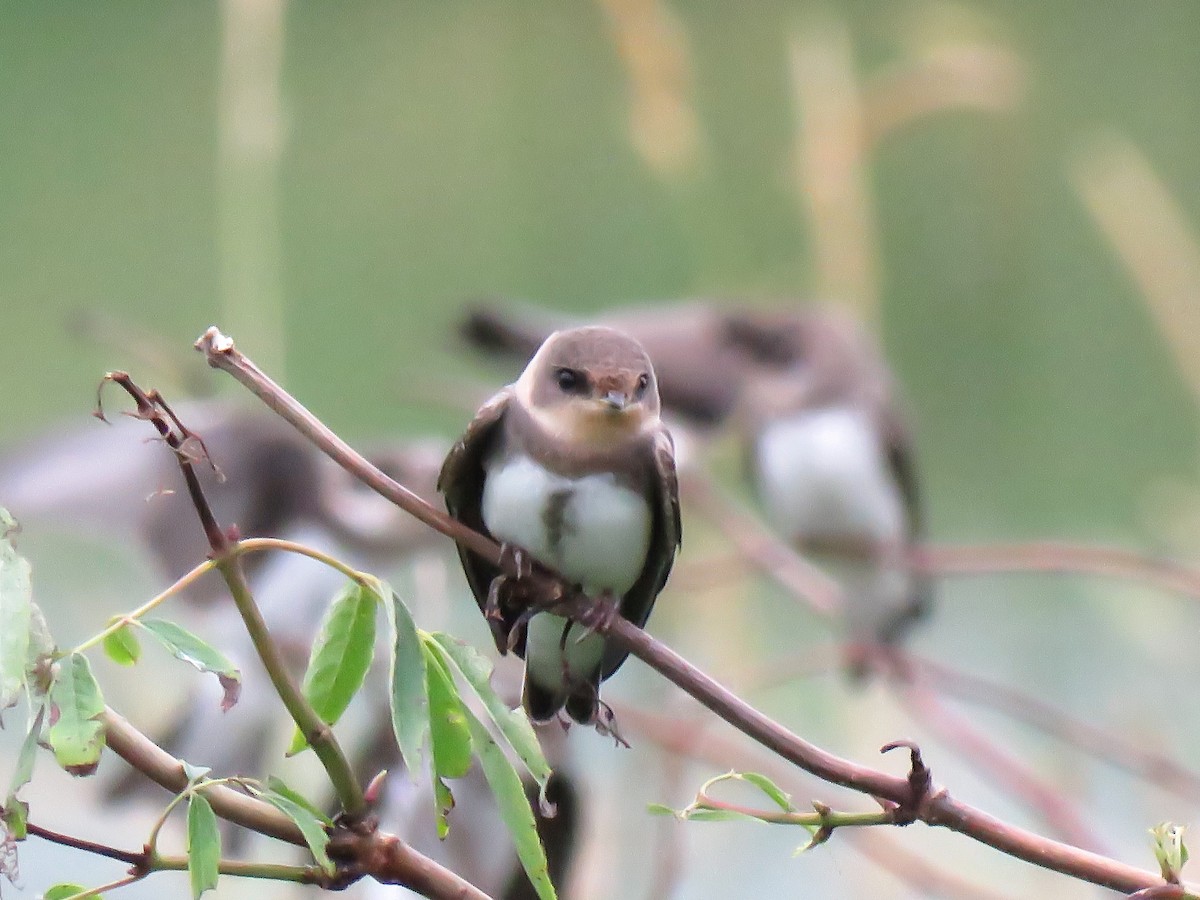 Bank Swallow - ML353292461