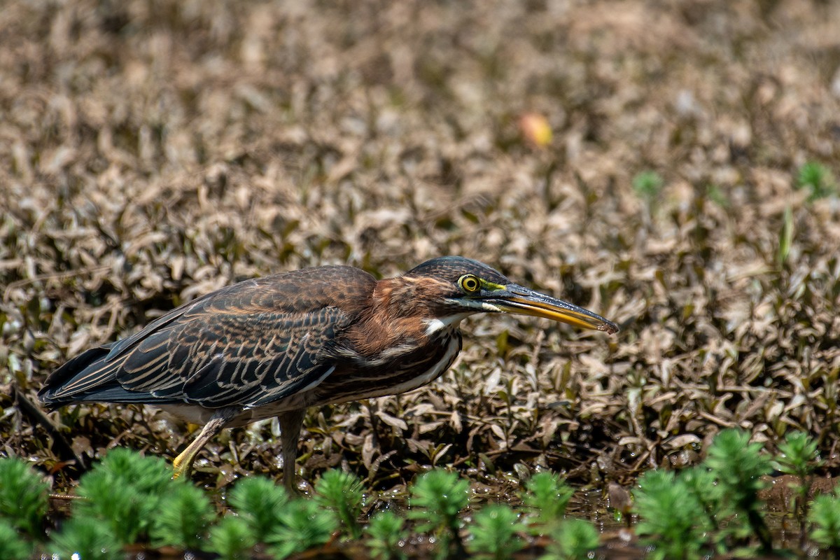 Green Heron - ML353292951