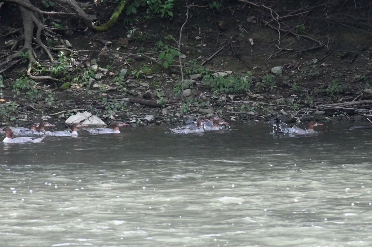 Common Merganser - ML353293621