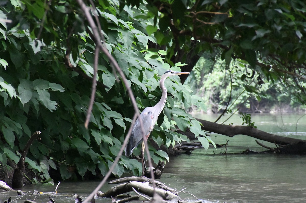 Great Blue Heron - ML353293731