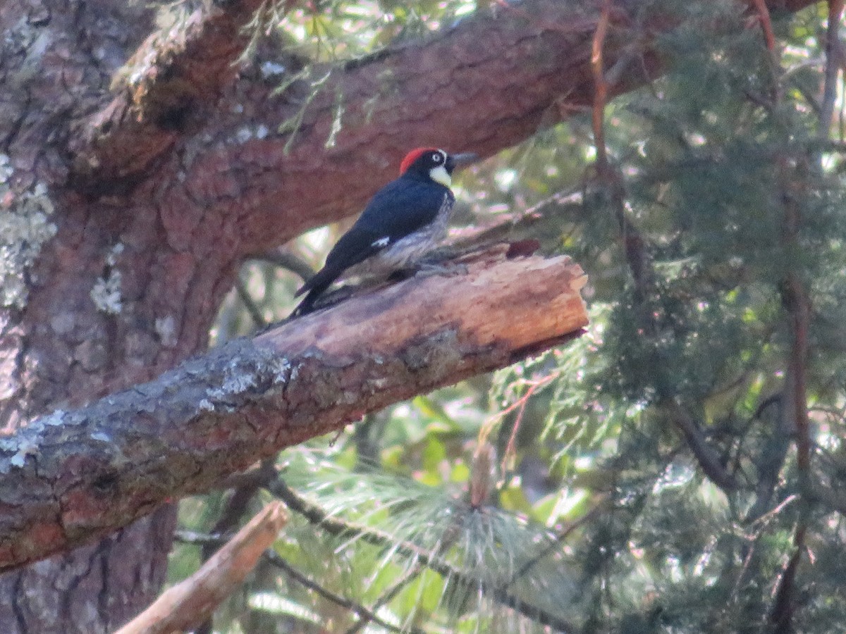 Acorn Woodpecker - Stephanie Parker