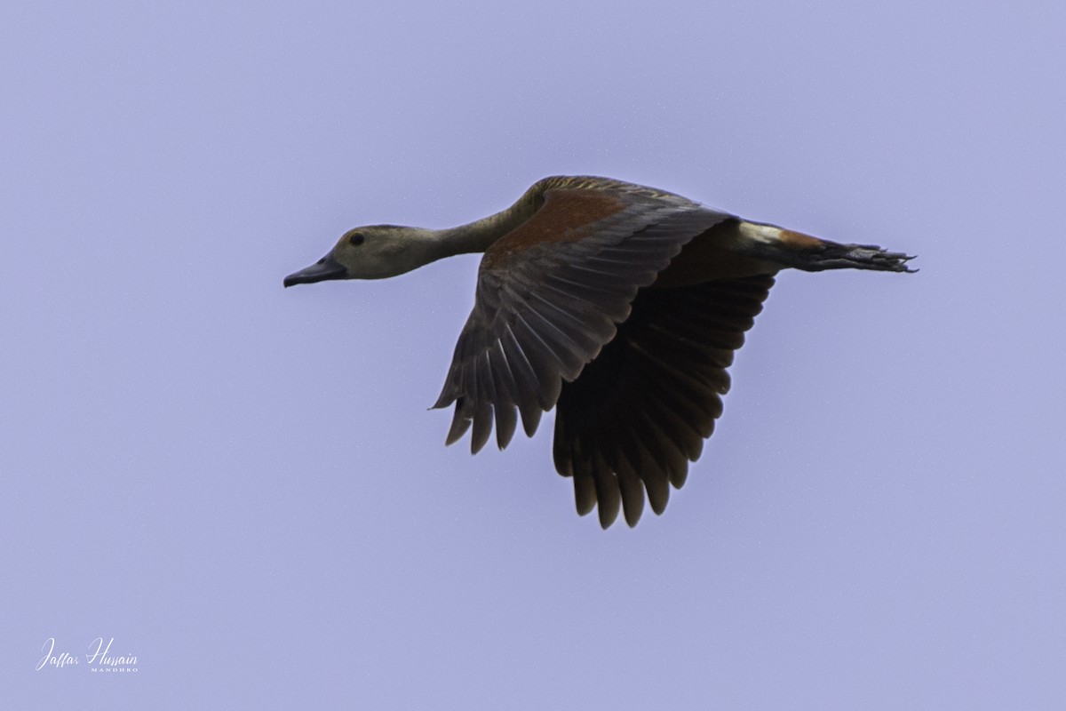 Lesser Whistling-Duck - ML353298491