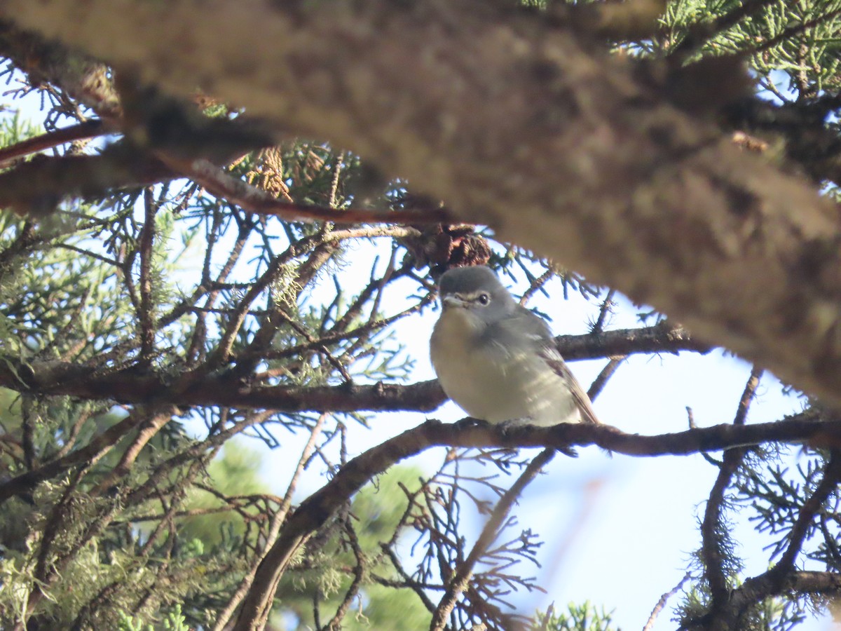 Plumbeous Vireo - ML353298581