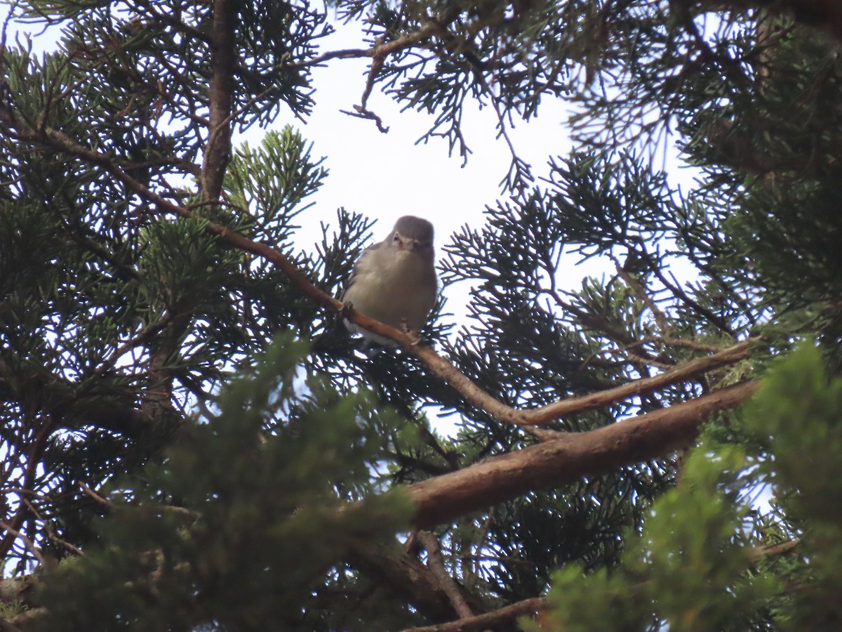 Plumbeous Vireo - ML353298681