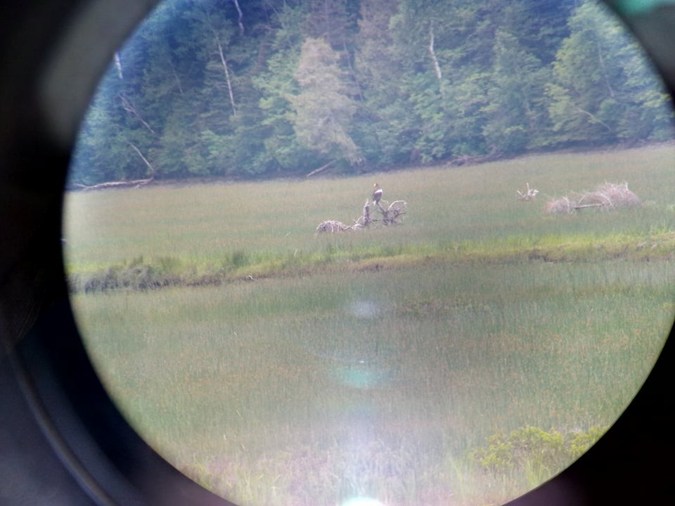 Steller's Sea-Eagle - ML353299321