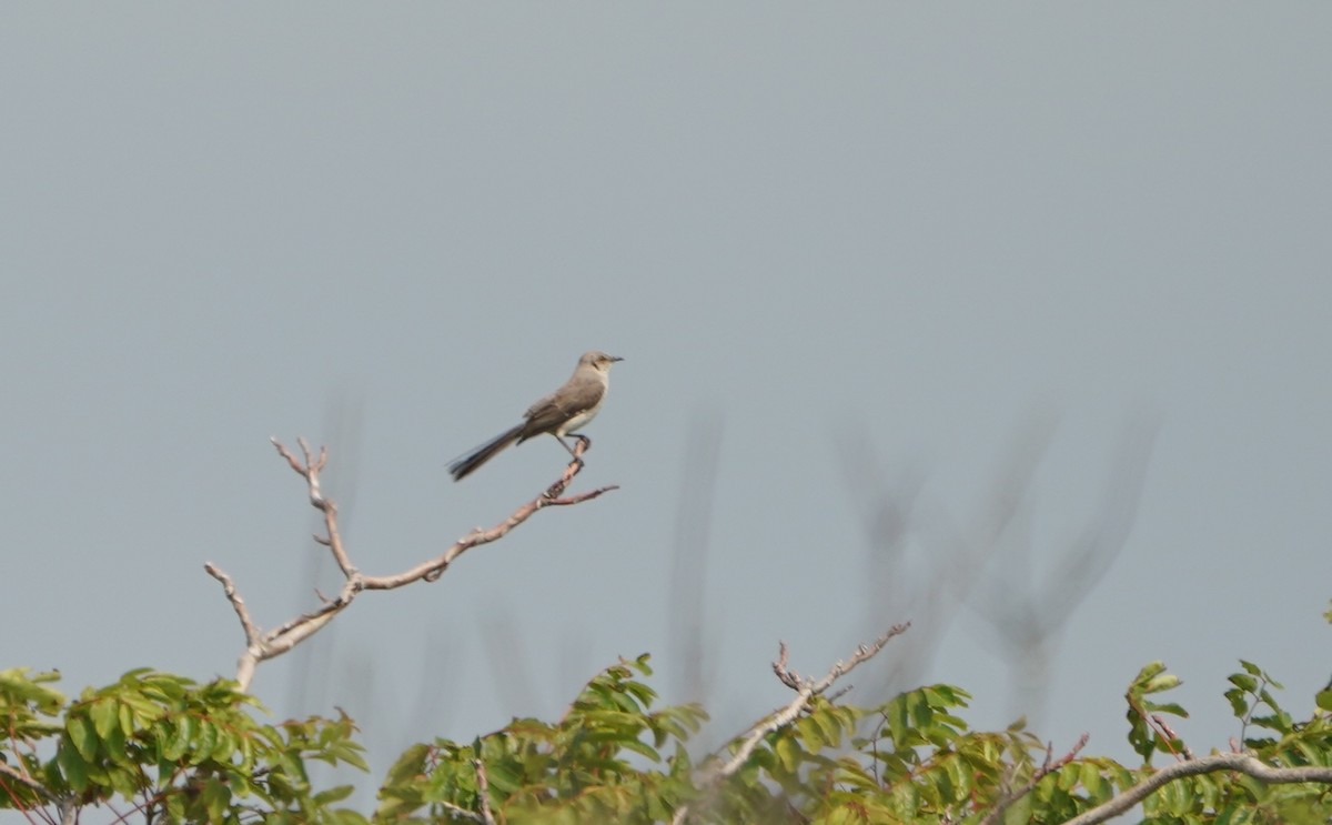 Northern Mockingbird - Indira Thirkannad