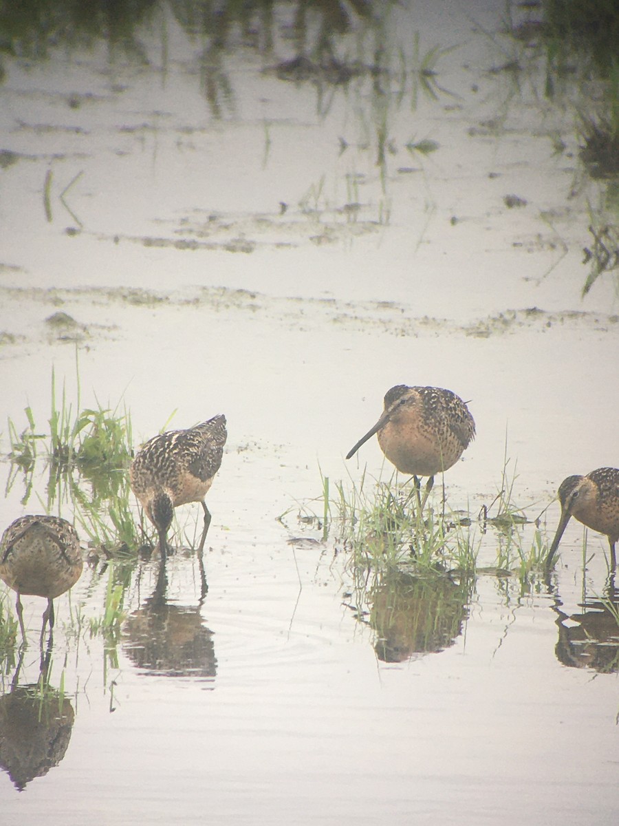 Short-billed Dowitcher - ML353301191