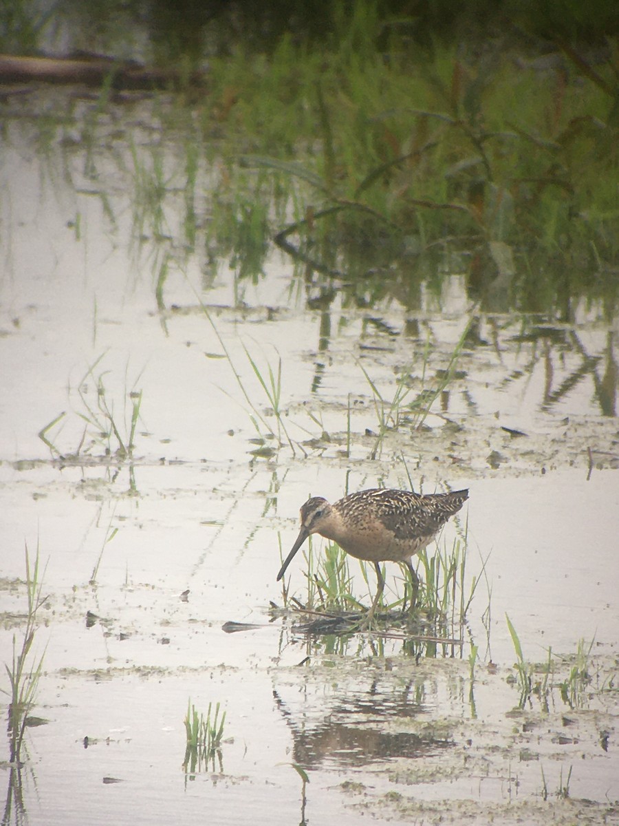 Short-billed Dowitcher - ML353301211