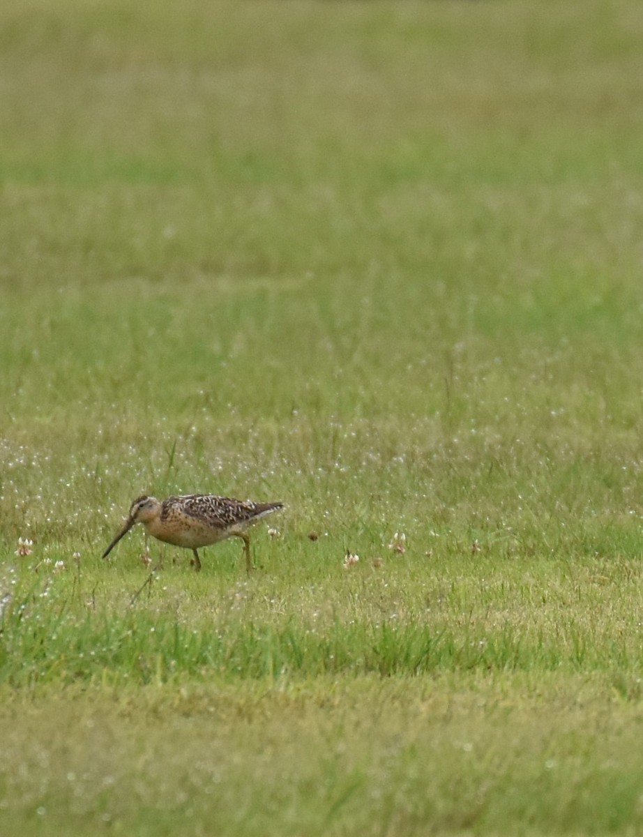 Short-billed Dowitcher - ML353301891