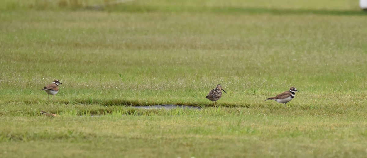 Short-billed Dowitcher - ML353301901