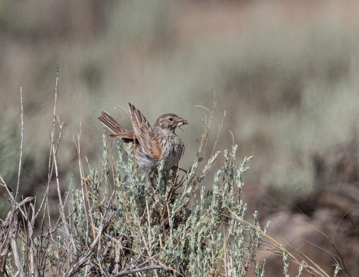 Vesper Sparrow - ML353304841