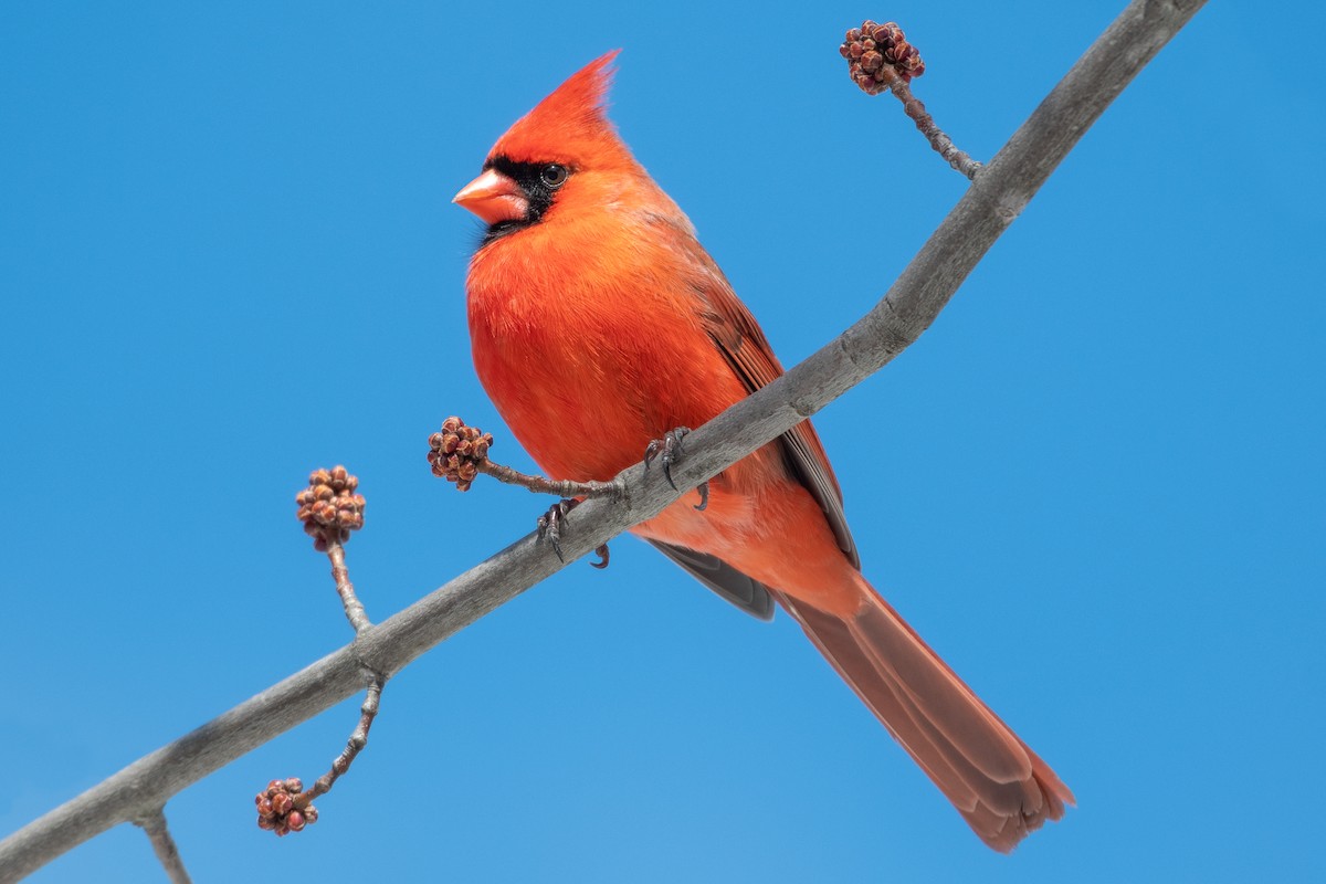 Northern Cardinal - ML353305421