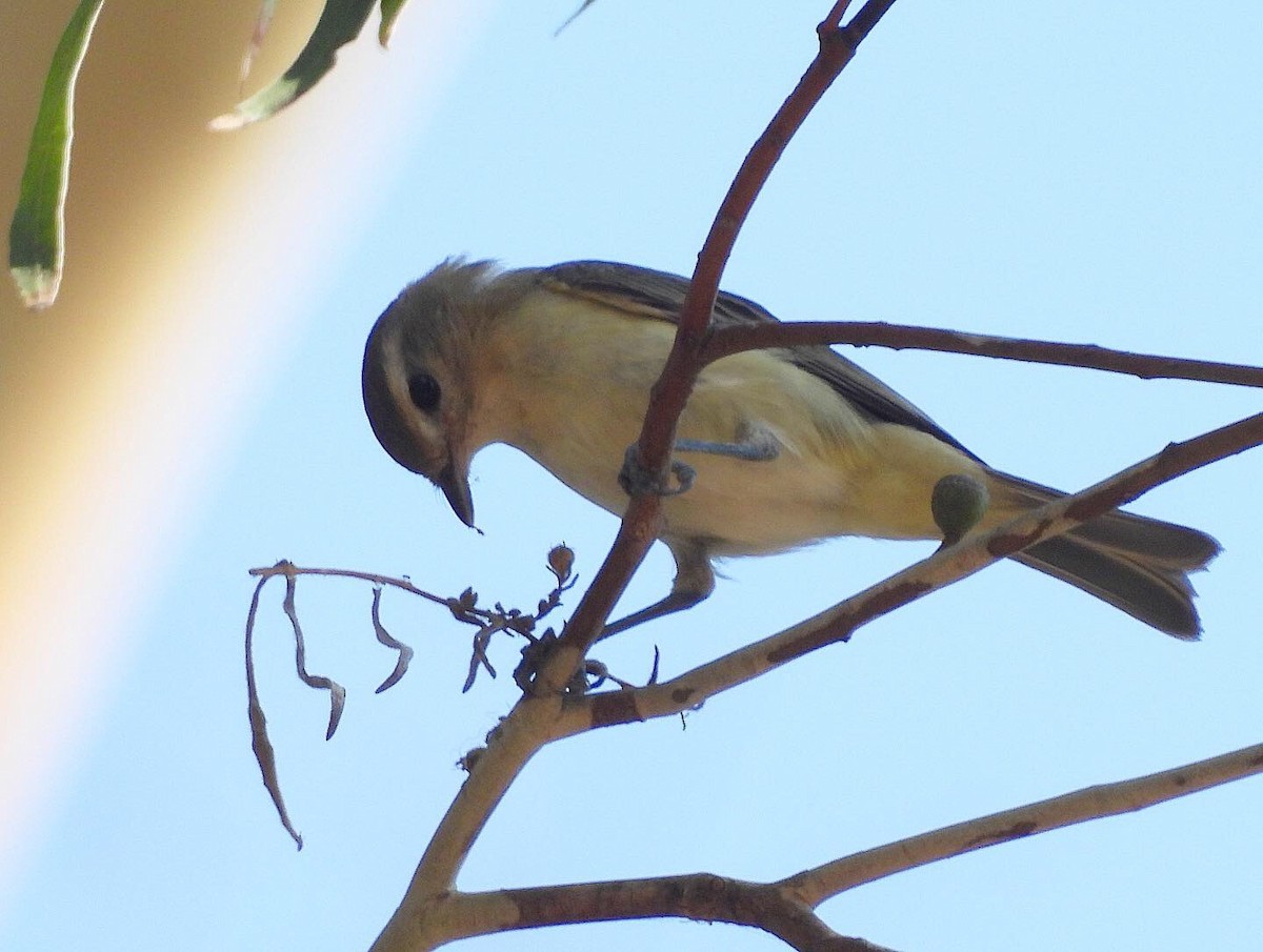 Warbling Vireo - ML353307191