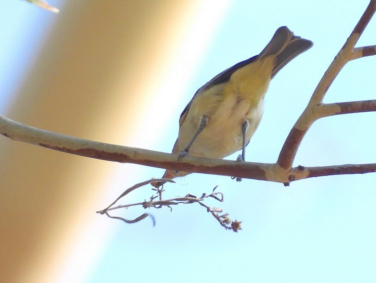 Warbling Vireo - ML353307211