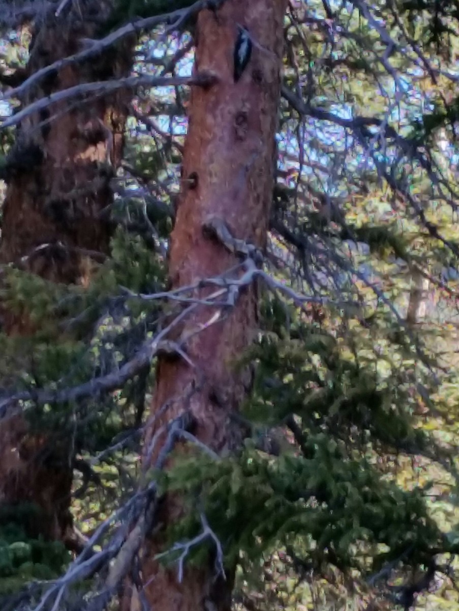 American Three-toed Woodpecker - ML35330961