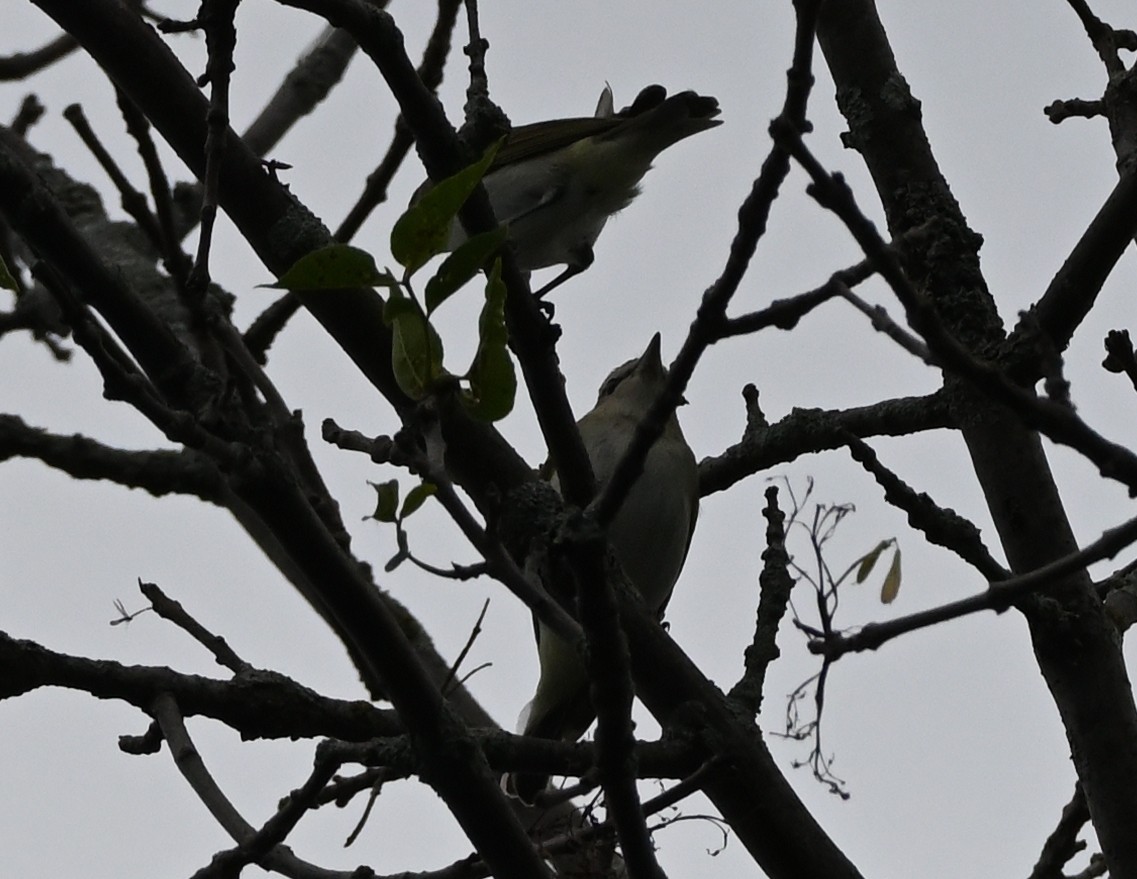 Red-eyed Vireo - FELIX-MARIE AFFA'A