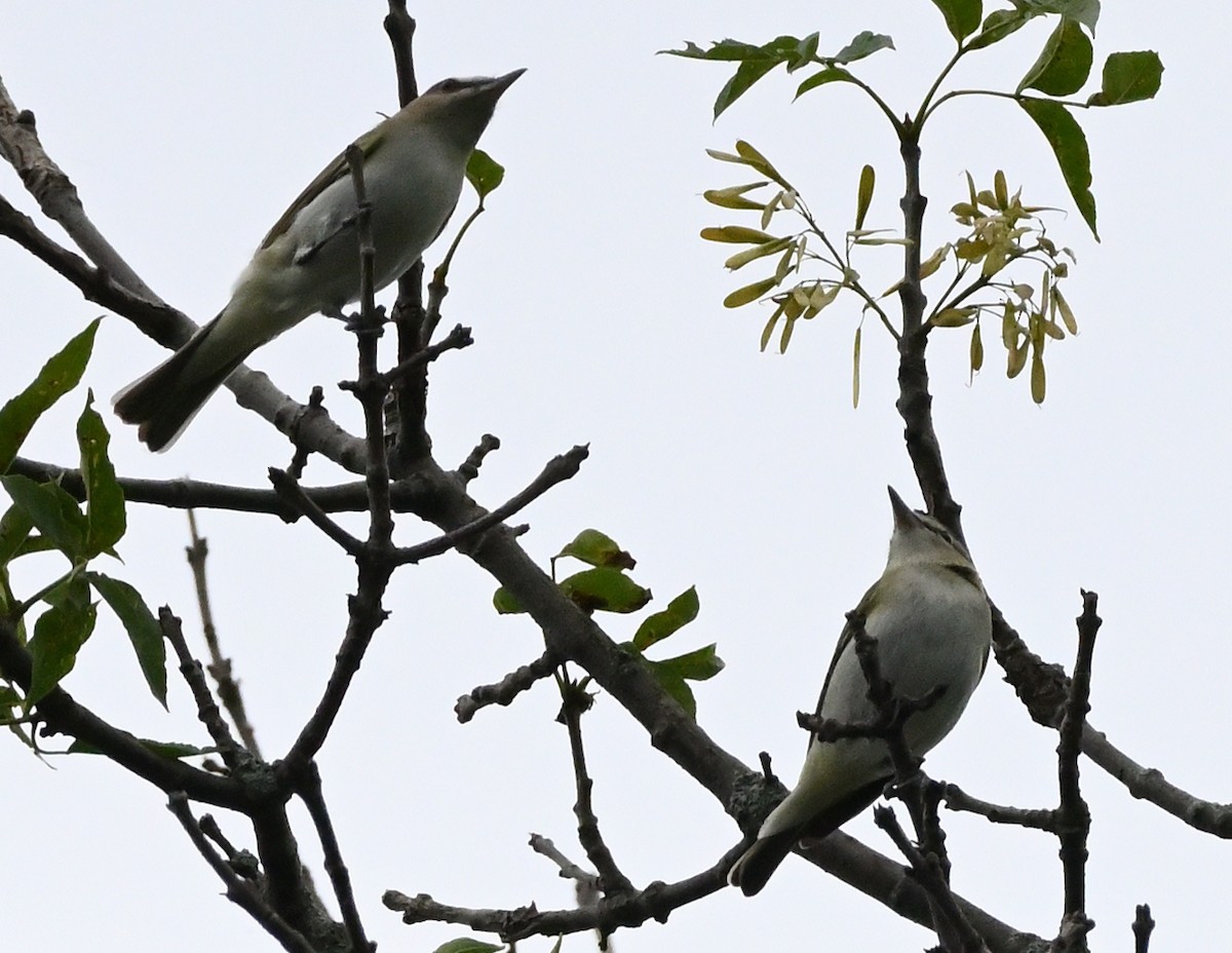 Red-eyed Vireo - FELIX-MARIE AFFA'A