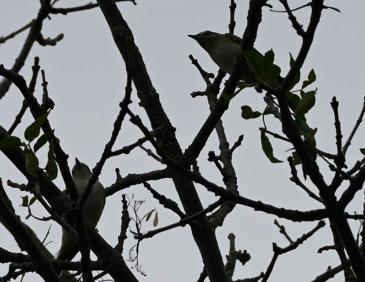 Red-eyed Vireo - FELIX-MARIE AFFA'A