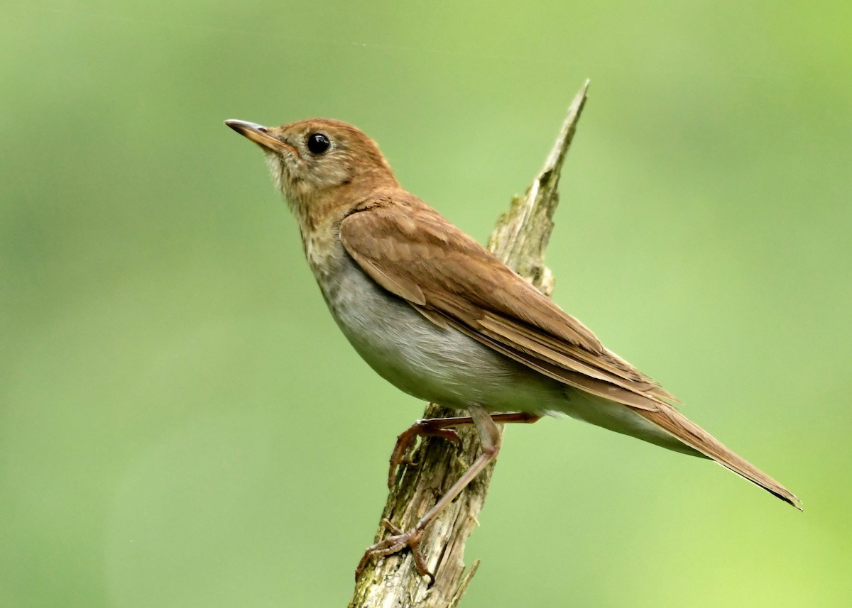 Veery - ML353311561