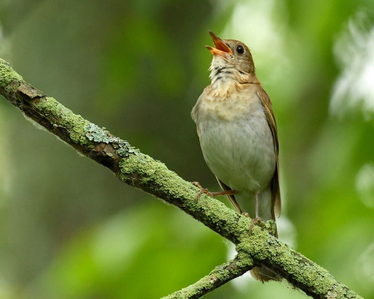 Veery - ML353311631