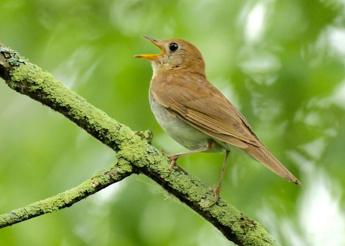 Veery - ML353311661