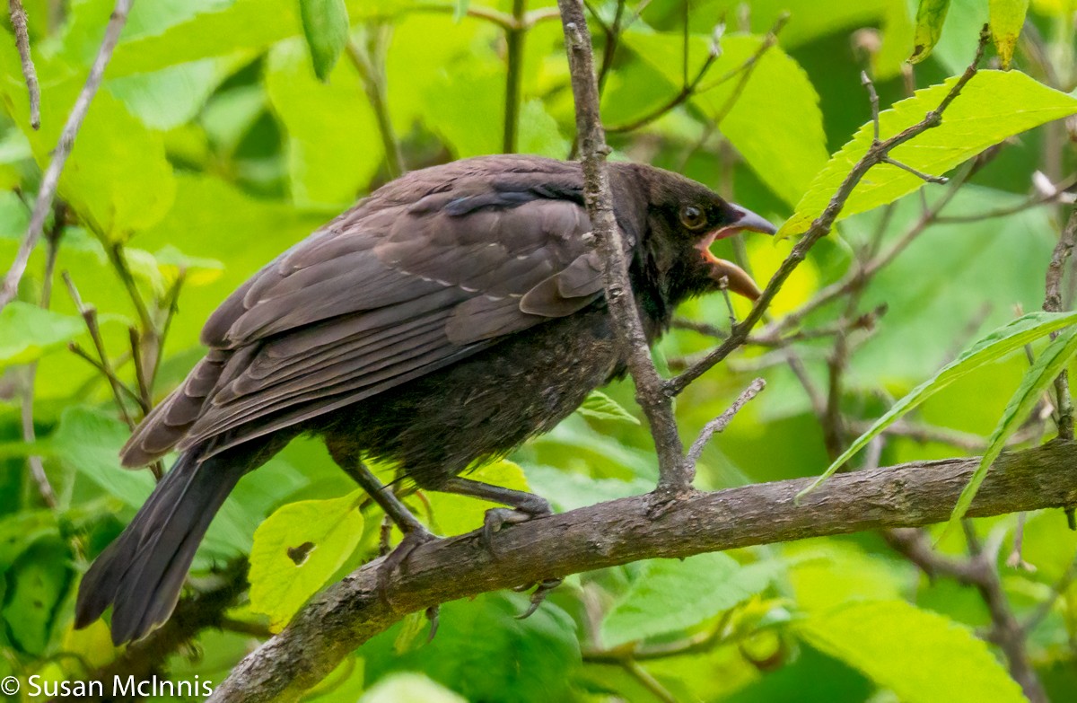 Bronzed Cowbird - ML353313741