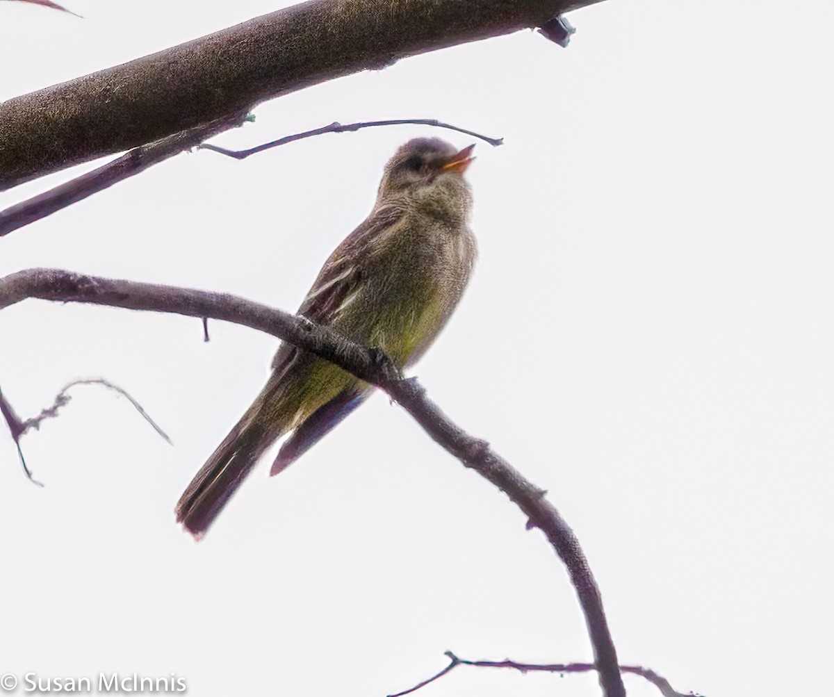 Greater Pewee - ML353314211