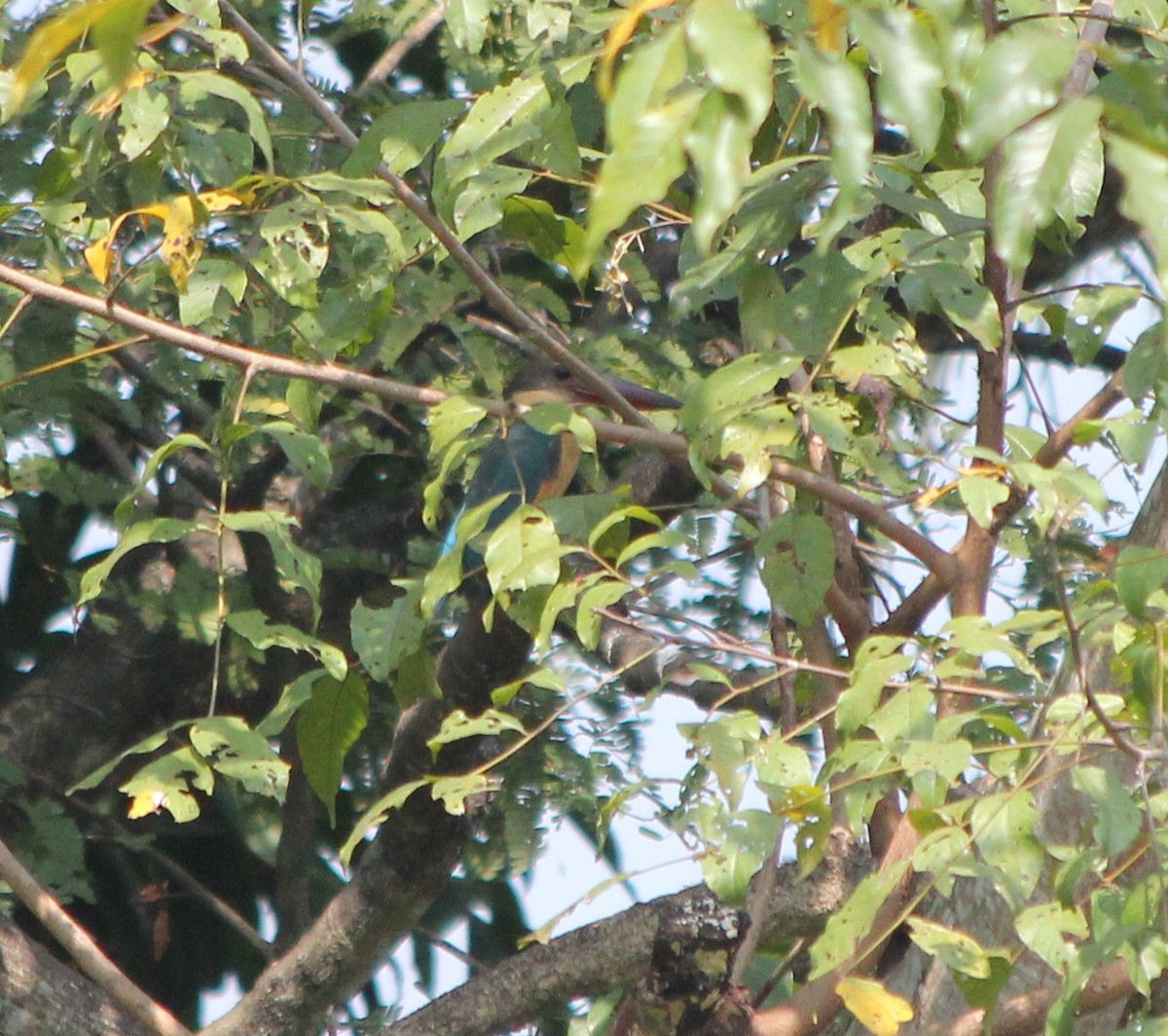 Stork-billed Kingfisher - ML353315361
