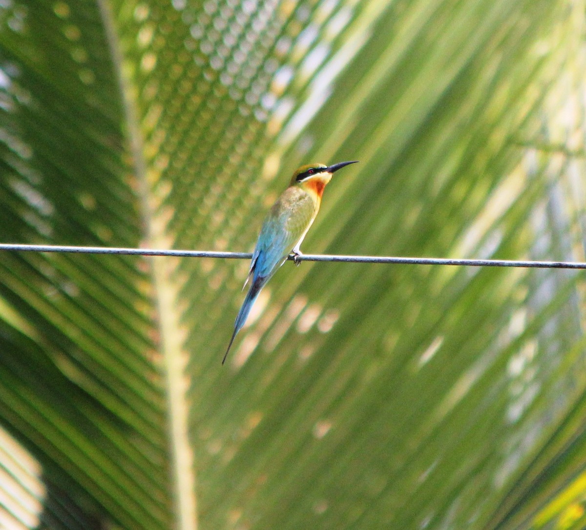 Blue-tailed Bee-eater - ML353315521